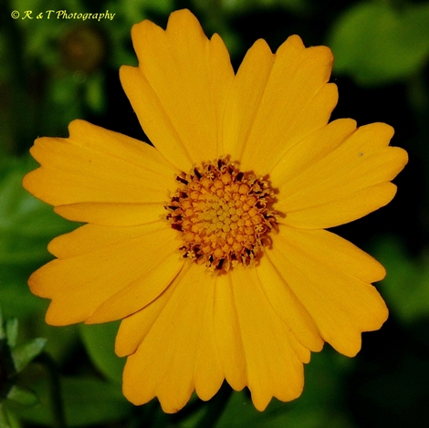 {Coreopsis auriculata}